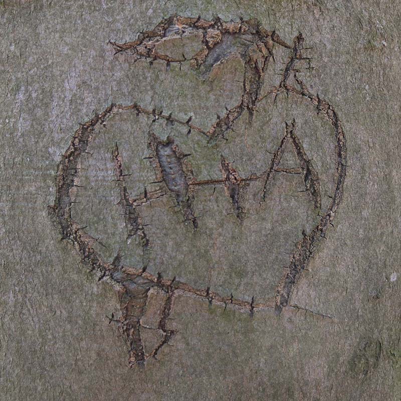 Eingeschnitten Detail 1